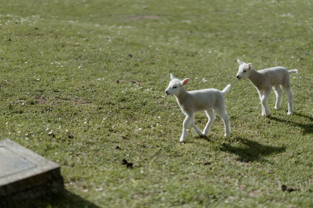 Lambs walking in a field on Monte Isola during a Lake Iseo elopement day